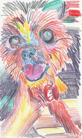 Colored pencil drawing of a yorkie being held. It looks a little like she's smiling.