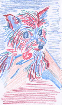 Colored pencil drawing of a yorkie being held up with two hands. She's looking off to the side and her little legs are sticking out in front of her