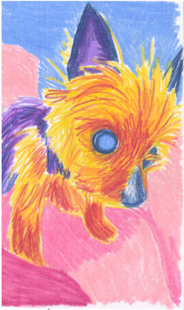 Colored pencil drawing of a yorkie staring off into space. Her head takes up most of the composition and she is hunched over.