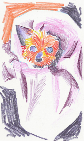 Colored pencil drawing of a yorkie bundled up in a very large blanket. Only her face is visible and one of her ears pokes out.