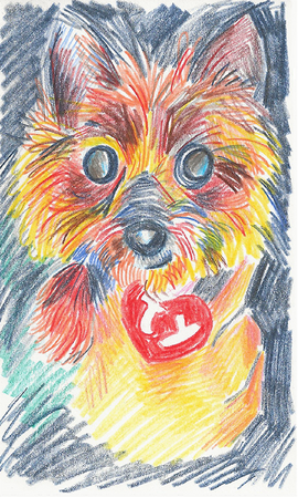 Colored pencil drawing of a yorkie being held. She looks into the camera ominously.