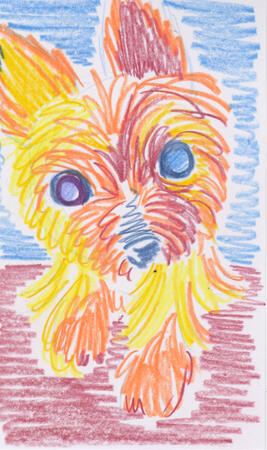 Colored pencil drawing of a yorkie tilting her head. She's laying down and her front paws are visible