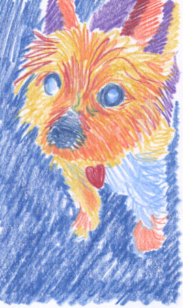 Colored pencil drawing of a yorkie looking up