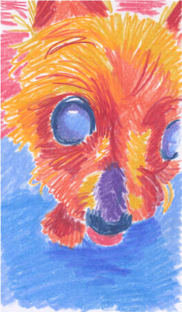 Colored pencil drawing of a yorkie incredibly close to the camera. Only her head is visible and her little tongue is sticking out.