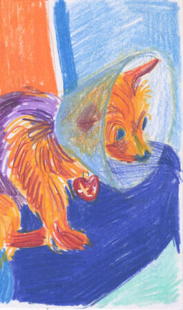 Colored pencil drawing of a yorkie sitting on someone's lap with a cone on.