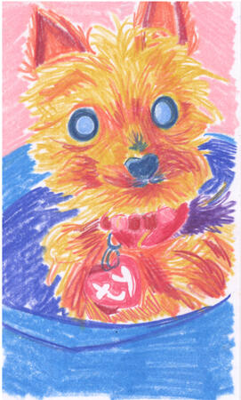 Colored pencil drawing of a yorkie sitting in her bed.