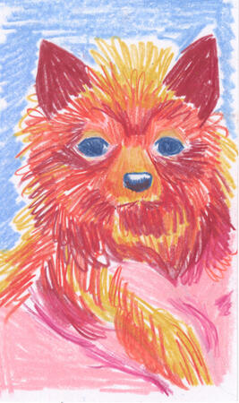 Colored pencil drawing of a dog with a luscious mane and completely hairless stomach.